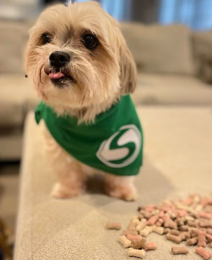 Auto Body Shop «Schaefer AutoBody Centers - Ellisville, MO», reviews and photos, 16109 Manchester Rd, Ellisville, MO 63011, USA