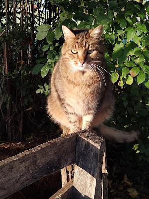 Pet-Sitter des Terres Blanches à Marseille-en-Beauvaisis