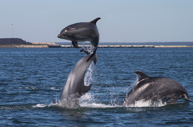 Avaliações doLisbon Dolphins em Lisboa - Agência de viagens