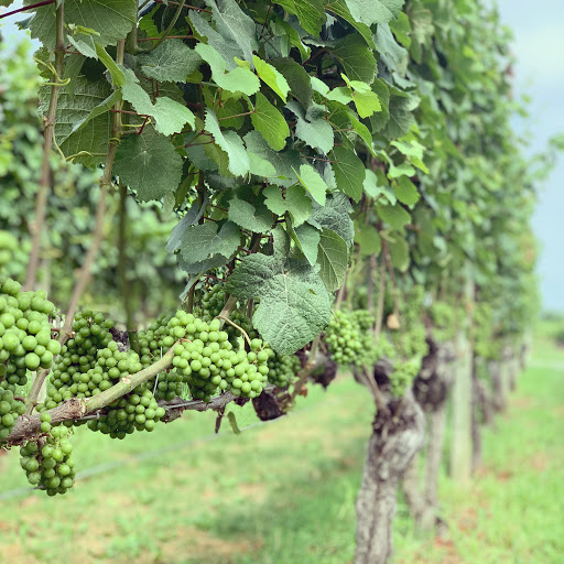 Winery «Lenz Winery», reviews and photos, 38355 NY-25, Peconic, NY 11958, USA