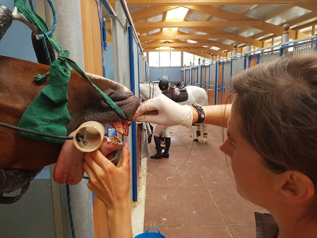 Rezensionen über Vetoequin Marie Labouchère in Nyon - Tierarzt