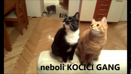 HolidayCat.cz - hlídání koček / e-shop pro kočky