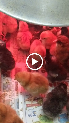 Pet Supply Store «Lakeshore Feed & Grain», reviews and photos, 14590 Lakeshore Dr, Clearlake, CA 95422, USA