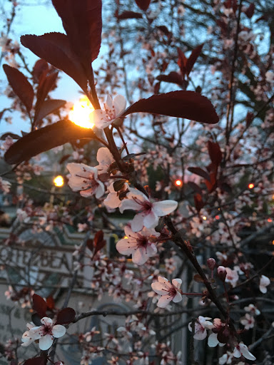 Coffee Shop «Plymouth Coffee Bean», reviews and photos, 884 Penniman Ave, Plymouth, MI 48170, USA