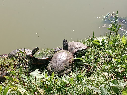 Garden «Conservatory Garden», reviews and photos, 402 5th Ave, New York, NY 10029, USA