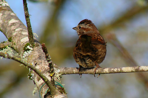 Park «Sellwood Riverfront Park», reviews and photos, SE Oaks Park Way, Portland, OR 97202, USA