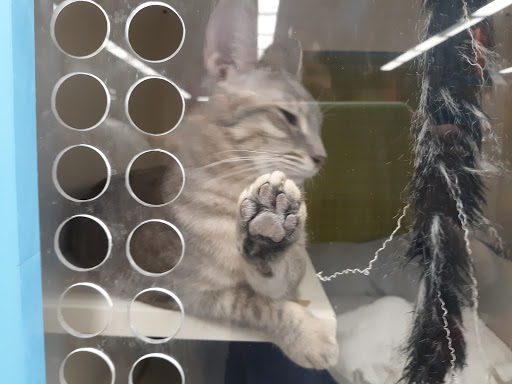 Pet Supply Store «Unleashed by Petco», reviews and photos, 515 El Camino Real #120, Menlo Park, CA 94025, USA