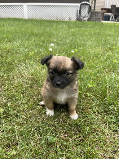 Pet Supply Store «PetSmart», reviews and photos, 1515 US-22, Watchung, NJ 07069, USA