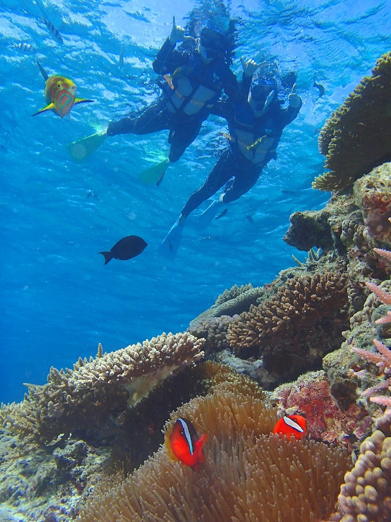 シーワールド 那覇 慶良間諸島 沖縄パラセーリング 沖縄シュノーケリング 沖縄ホエールウォッチング 沖縄県那覇市西 ツアー業者 グルコミ