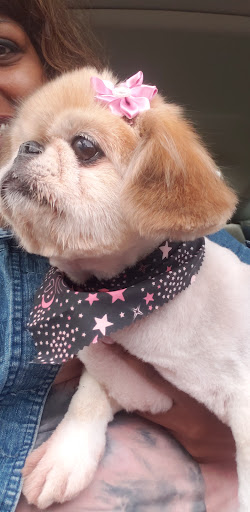 Pet Groomer «Furry Tails Pet Grooming», reviews and photos, 865 Cypress Pkwy, Poinciana, FL 34759, USA