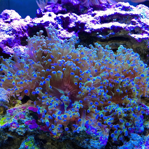 Tropical Fish Store «Hooked On Reefs», reviews and photos, 228 Hibiscus St #1, Jupiter, FL 33458, USA