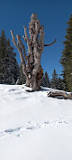 Le trône forestier Annecy