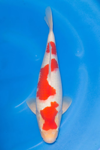 Cali Koi image