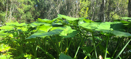 Park «Lincoln Avenue Community Park», reviews and photos, 1200 N Unser St, Mt Dora, FL 32757, USA