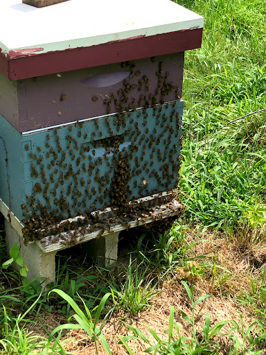 Nature Preserve «Rancocas Nature Center», reviews and photos, 794 Rancocas Mt Holly Rd, Westampton, NJ 08060, USA