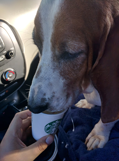 Coffee Shop «Starbucks», reviews and photos, 16852 NW Military Hwy, Shavano Park, TX 78231, USA