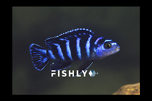 Fishly image