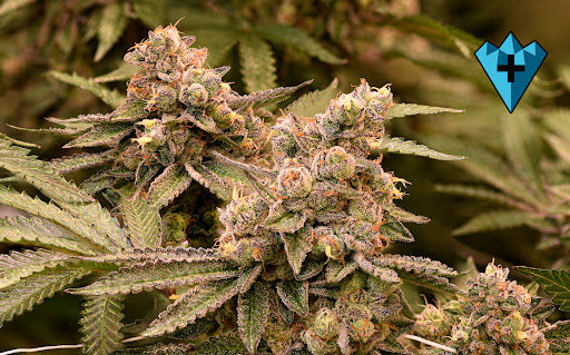 Cannabis store «Chronic Therapy», reviews and photos, 10030 W 27th Ave, Wheat Ridge, CO 80215, USA