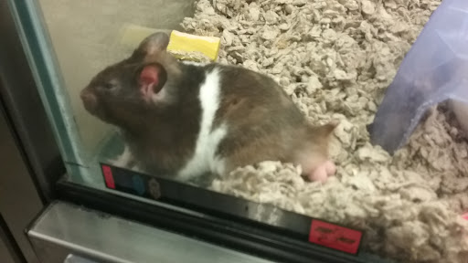 Pet Supply Store «Petco Animal Supplies», reviews and photos, 129 Mall Way, Marysville, WA 98270, USA