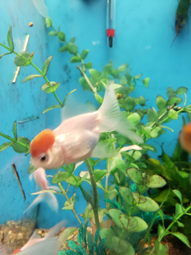 Pet Supply Store «PetSmart», reviews and photos, 10460 Town Center Dr, Westminster, CO 80021, USA