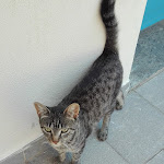 Photo n°11 de l'avis de Silvia.i fait le 30/07/2018 à 09:24 sur le  Le Torri à Santa Marinella