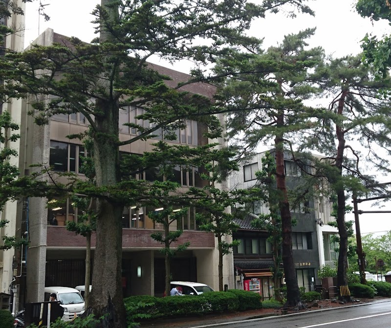 旧制金沢一中名残のモミの樹と赤松