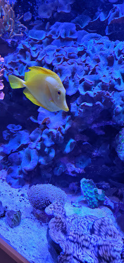 Tropical Fish Store «Complete Aquarium», reviews and photos, 736 Bedford Rd, Bedford Hills, NY 10507, USA