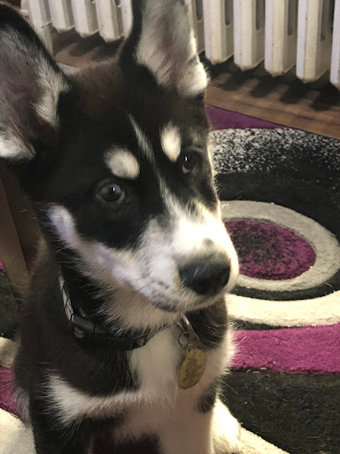 Pet Store «Charm City Puppies», reviews and photos, 8205 Snowden River Pkwy, Columbia, MD 21045, USA