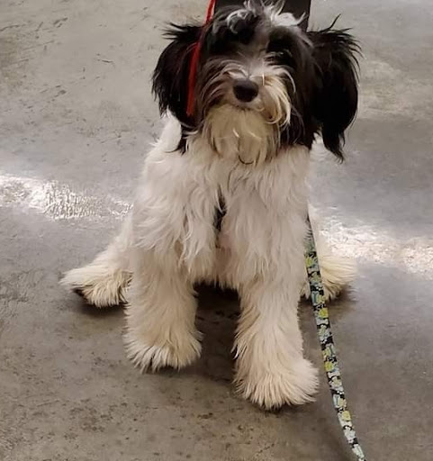 Pet Supply Store «PetSmart», reviews and photos, 1734 Walden Ave, Cheektowaga, NY 14225, USA