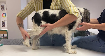 AEOEC - Académie Européenne d'Ostéopathie Equine et Canine à Béziers