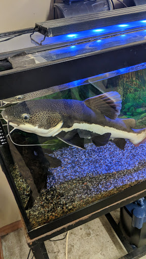 Pet Store «Just Pets», reviews and photos, 393 NY-5, Irving, NY 14081, USA