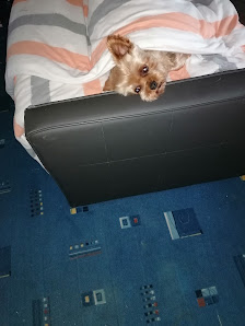 Tierarztpraxis Dr. Sandra Bruckner NUR NACH TERMINVEREINBARUNG!, Lamer Str. 8, 93453 Neukirchen beim Heiligen Blut, Deutschland