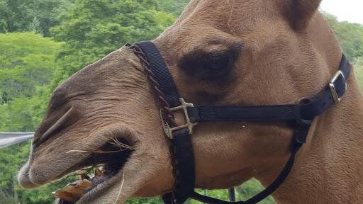 Park «Sterling Forest State Park», reviews and photos, Old Forge Rd, Tuxedo Park, NY 10987, USA