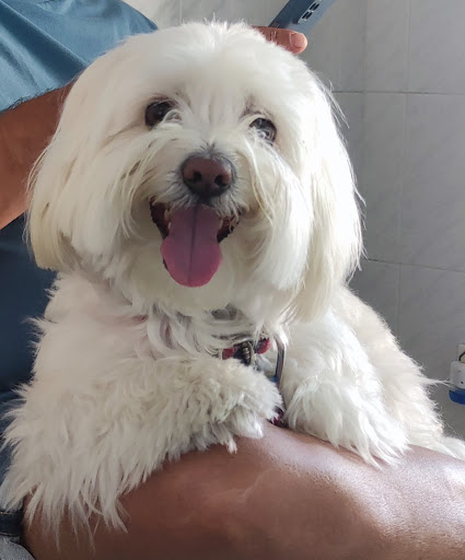 Clínica Veterinaria Noria en San Fernando