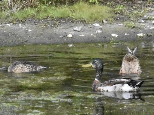 Golf Club «Viera East Golf Club», reviews and photos, 2300 Clubhouse Dr, Rockledge, FL 32955, USA