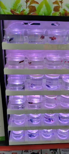 Pet Store «Southside Aquatics», reviews and photos, 2039 Pleasanton Rd, San Antonio, TX 78221, USA