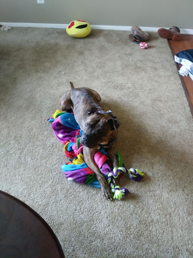 Animal Shelter «South Suburban Humane Society», reviews and photos