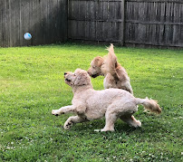 Indys Dogs - Photo 9 - Car repair in Indianapolis, IN, Indianapolis