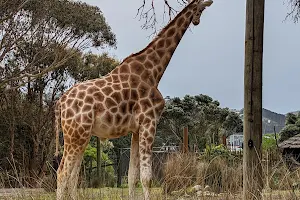 Wellington Zoological Gardens image