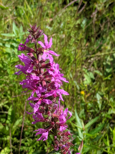 Nature Preserve «John Burroughs Slabsides», reviews and photos, Burroughs Dr, West Park, NY 12493, USA