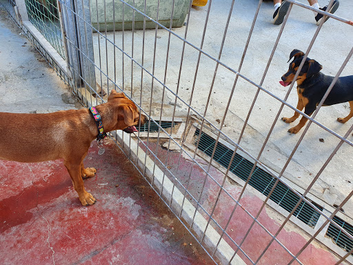 Dog adoption places in Tel Aviv