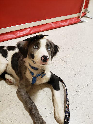 Pet Supply Store «PetSmart», reviews and photos, 5401 N Garland Ave, Garland, TX 75040, USA