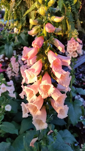 Home Improvement Store «The Home Depot», reviews and photos, 14053 S Bell Rd, Homer Glen, IL 60491, USA