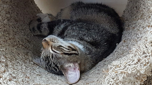 Pet Supply Store «Pet Supplies Plus», reviews and photos, 1433 E Main St, Owosso, MI 48867, USA