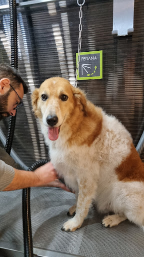 Pensioni per cani e dog hotel a Wash Dog Santa Maria Capua Vetere