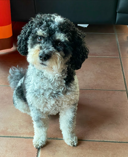 Tierarztpraxis Dr. Juliane Parow unter Zinnowitz, Mecklenburg-Vorpommern