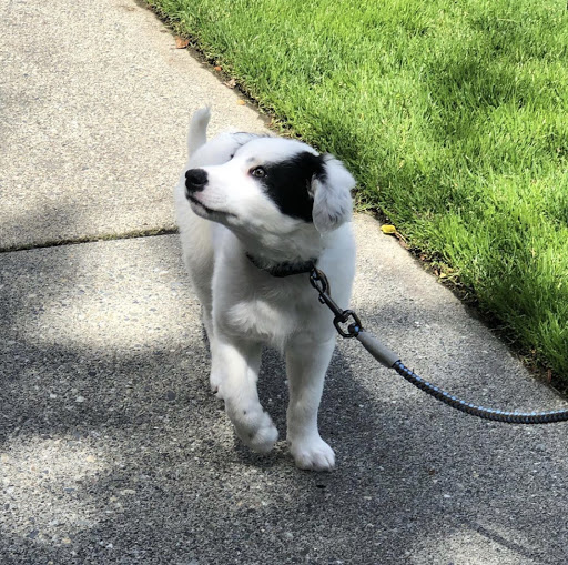 Pet Supply Store «Paddywack», reviews and photos, 15407 Main St #101, Bothell, WA 98012, USA