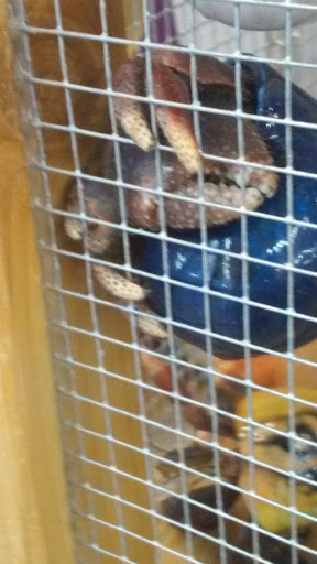 Pet Store «Petland Montgomery», reviews and photos, 7127 Eastchase Pkwy, Montgomery, AL 36117, USA