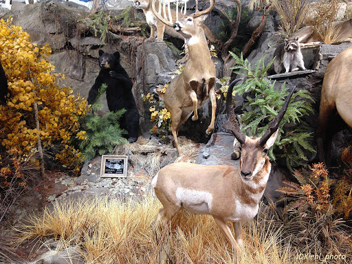 Outdoor Sports Store «Field & Stream», reviews and photos, 60 Old Mill Blvd, Washington, PA 15301, USA