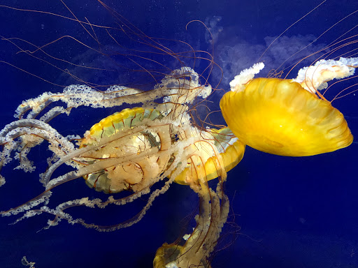 Aquarium «Aquarium Of The Bay», reviews and photos, 2 The Embarcadero & Beach St, San Francisco, CA 94133, USA